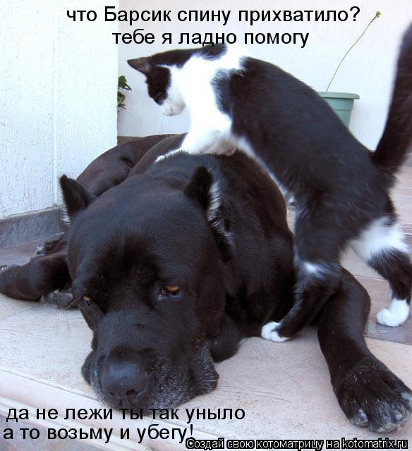 что Барсик спину прихватило? тебе я ладно помогу да не лежи ты так уныло а то возьму и убегу!... Котоматрица: что Барсик спину прихватило? тебе я ладно помогу да не лежи ты так уныло а то возьму и убегу!