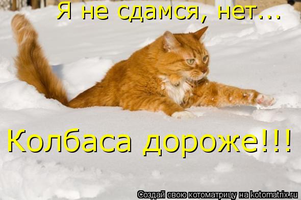 Я не сдамся, нет... Колбаса дороже!!!... Котоматрица: Я не сдамся, нет... Колбаса дороже!!!