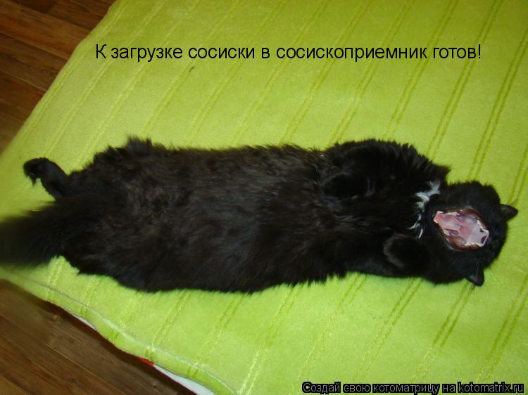К загрузке сосиски в сосископриемник готов!... Котоматрица: К загрузке сосиски в сосископриемник готов!
