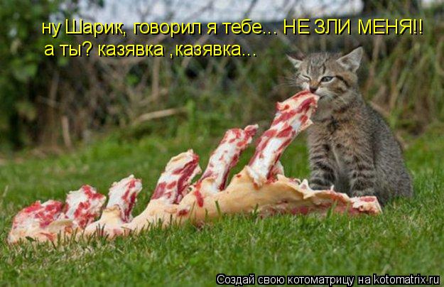 Котоматрица: ну Шарик, говорил я тебе... НЕ ЗЛИ МЕНЯ!! а ты? казявка ,казявка...