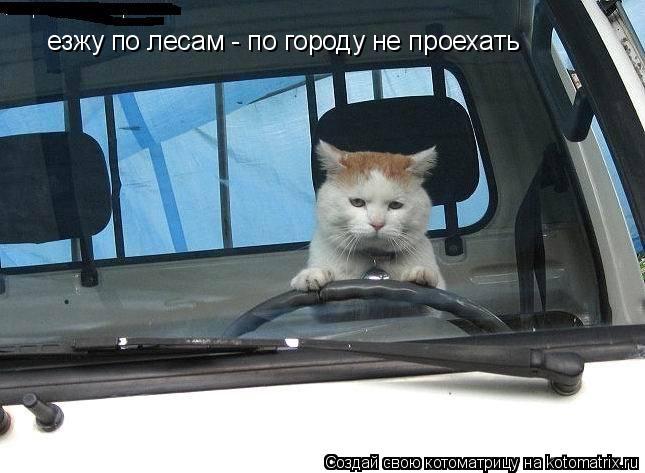Котоматрица: езжу по лесам - по городу не проехать