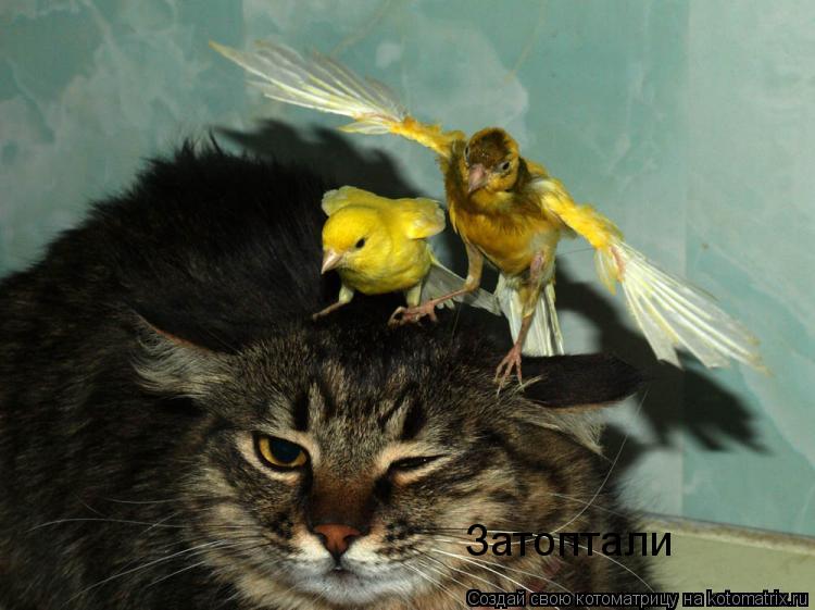 Котоматрица: Затоптали