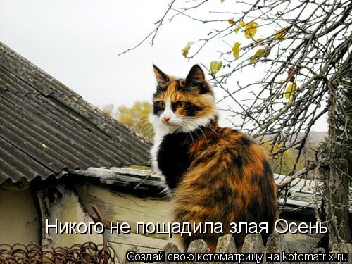 Котоматрица: Никого не пощадила злая Осень