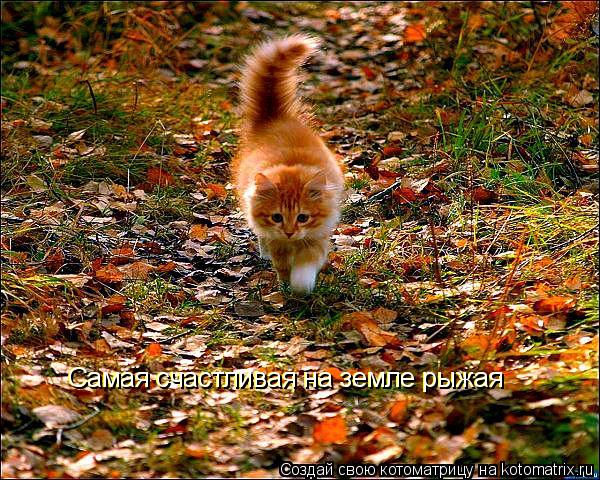 Котоматрица: Самая счастливая на земле рыжая Самая счастливая на земле рыжая