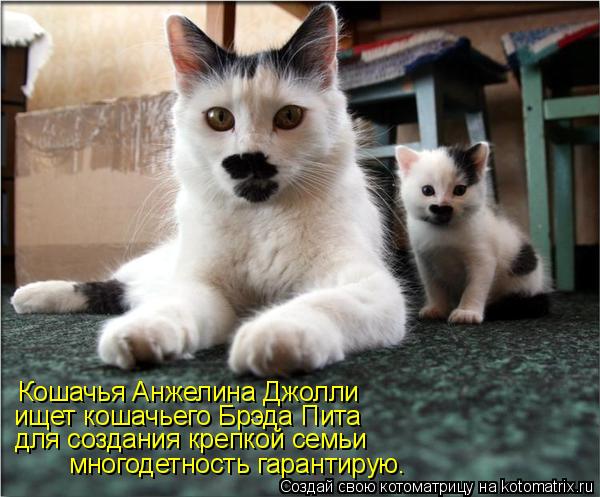Котоматрица: Кошачья Анжелина Джолли ищет кошачьего Брэда Пита для создания крепкой семьи многодетность гарантирую.