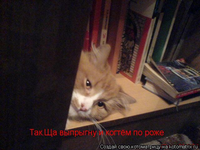 Котоматрица: Так.Ща выпрыгну и когтём по роже