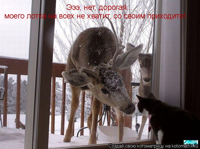 Котоматрица: Эээ, нет, дорогая... моего лотка на всех не хватит, со своим приходите!