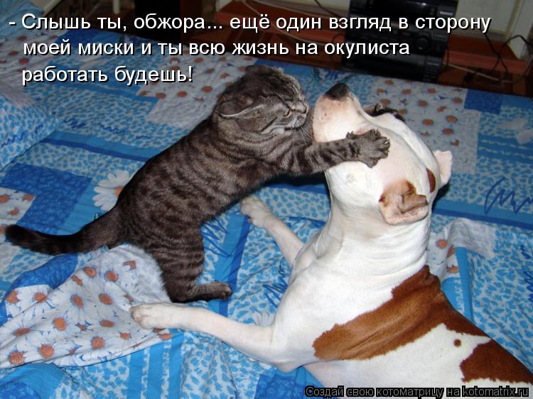 Котоматрица: - Слышь ты, обжора... ещё один взгляд в сторону моей миски и ты всю жизнь на окулиста работать будешь!