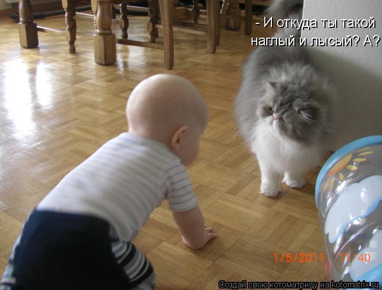 Котоматрица: - И откуда ты такой  наглый и лысый? А?