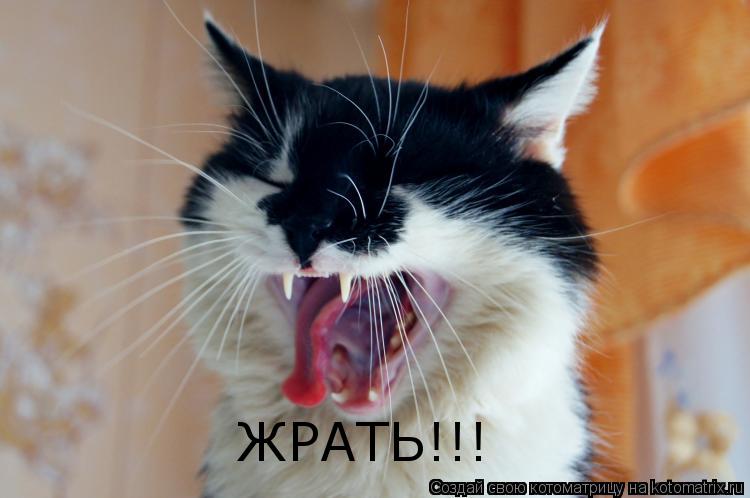 Котоматрица: ЖРАТЬ!!!