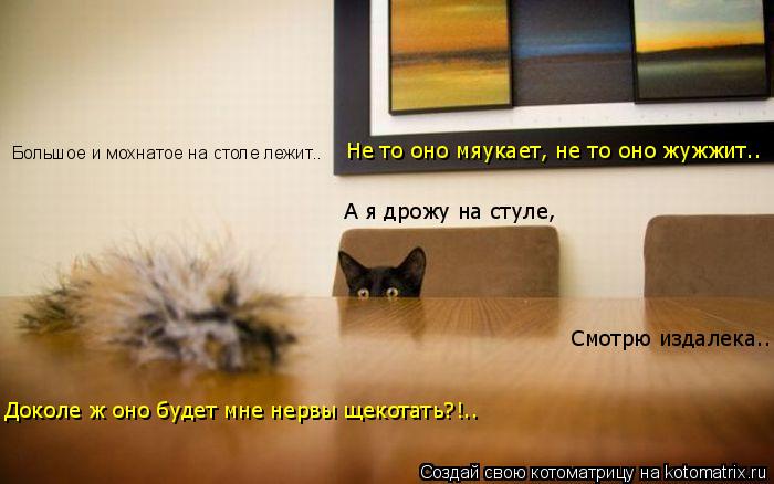 Котоматрица: Не то оно мяукает, не то оно жужжит.. А я дрожу на стуле, Смотрю издалека.. Доколе ж оно будет мне нервы щекотать?!.. Большое и мохнатое на столе 