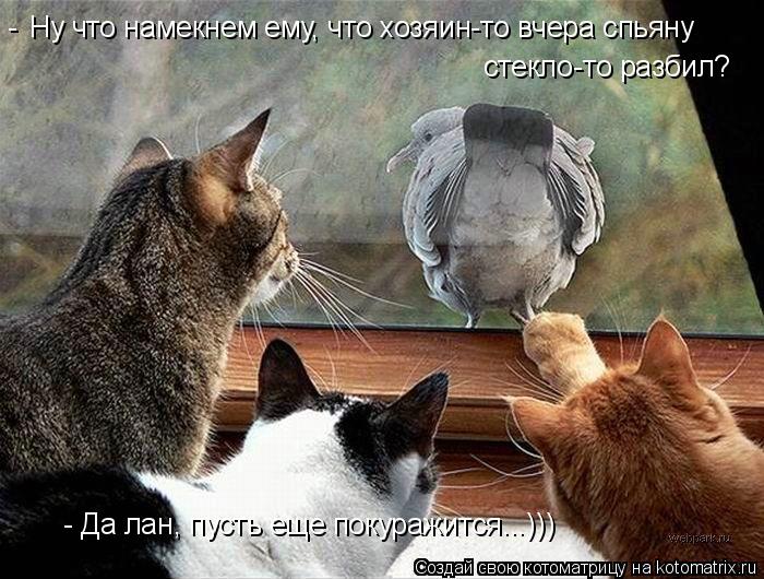 Котоматрица: Ну что намекнем ему, что хозяин-то вчера спьяну стекло-то разбил? - - Да лан, пусть еще покуражится...)))