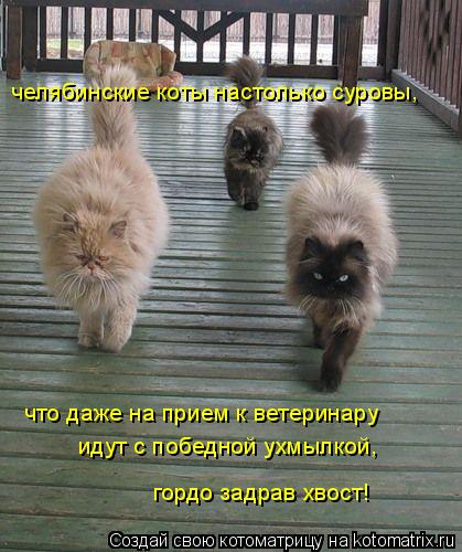 Котоматрица: челябинские коты настолько суровы,  что даже на прием к ветеринару  идут с победной ухмылкой,  гордо задрав хвост!