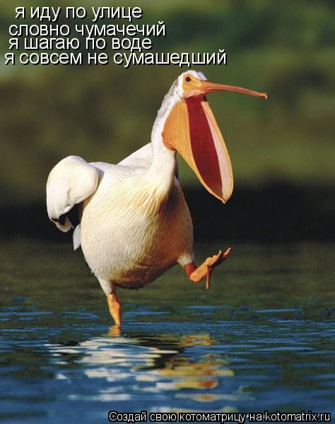 Котоматрица: я иду по улице словно чумачечий я шагаю по воде я совсем не сумашедший