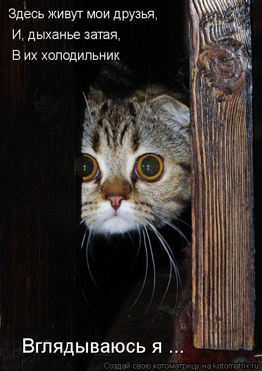 Котоматрица: Здесь живут мои друзья,  И, дыханье затая,  В их холодильник Вглядываюсь я ...