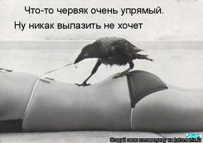 Котоматрица: Что-то червяк очень упрямый. Ну никак вылазить не хочет