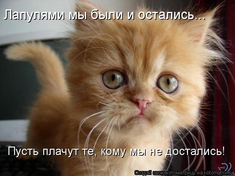 Котоматрица: Лапулями мы были и остались... Пусть плачут те, кому мы не достались!