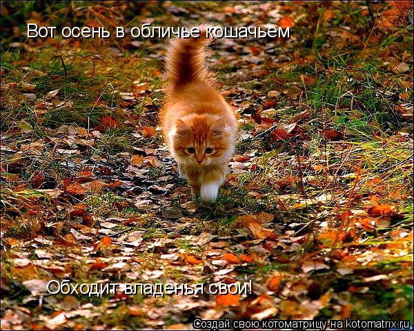 Котоматрица: Вот осень в обличье кошачьем Обходит владенья свои!