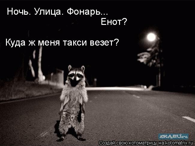 Ночь. Улица. Фонарь... Енот? Куда ж меня такси везет?... Котоматрица: Ночь. Улица. Фонарь... Енот? Куда ж меня такси везет?