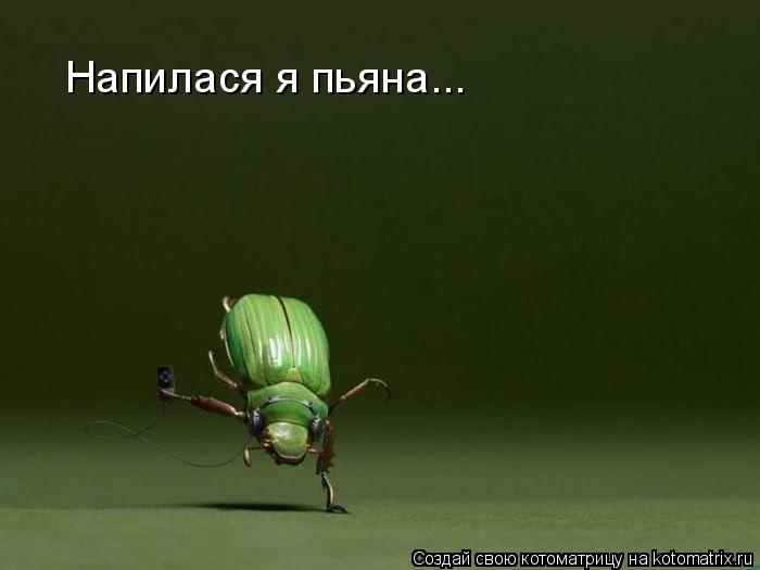 Котоматрица: Напилася я пьяна...