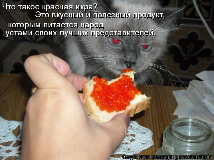 Котоматрица: Что такое красная икра? которым питается народ  Это вкусный и полезный продукт,  устами своих лучших представителей.
