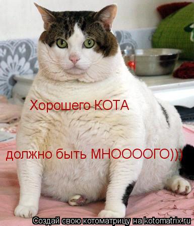 Котоматрица: Хорошего КОТА  должно быть МНООООГО)))