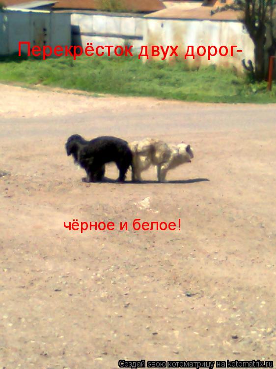 Котоматрица: Перекрёсток двух дорог- чёрное и белое!