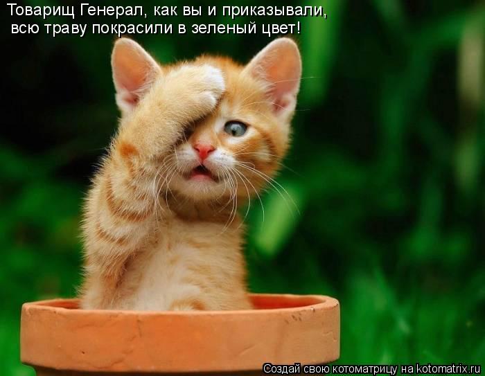 Котоматрица: Товарищ Генерал, как вы и приказывали, всю траву покрасили в зеленый цвет!