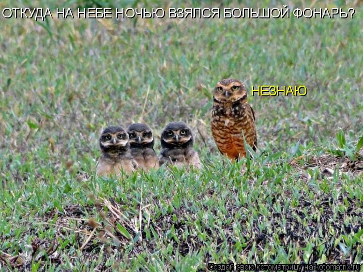 Котоматрица: ОТКУДА НА НЕБЕ НОЧЬЮ ВЗЯЛСЯ БОЛЬШОЙ ФОНАРЬ? НЕЗНАЮ