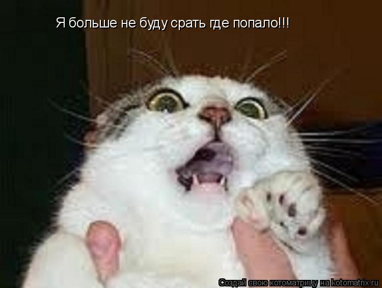 Котоматрица: Я больше не буду срать где попало!!!