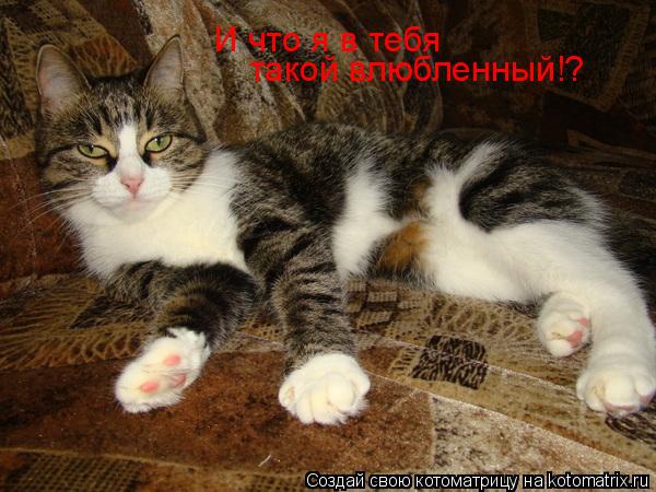Котоматрица: И что я в тебя такой влюбленный!?