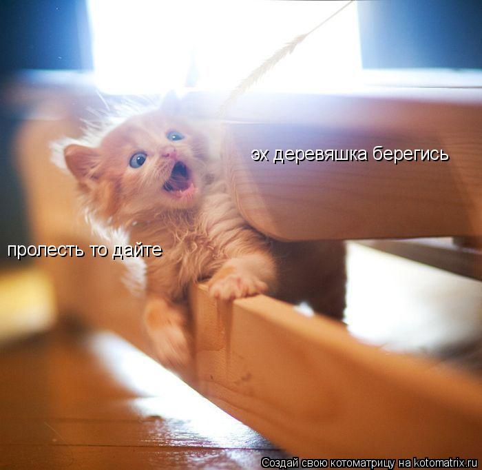 Котоматрица: пролесть то дайте эх деревяшка берегись