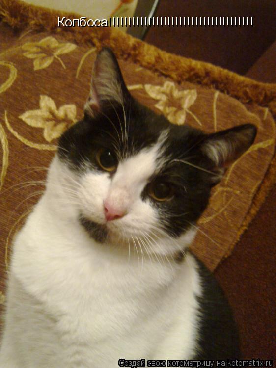 Котоматрица: Колбоса!!!!!!!!!!!!!!!!!!!!!!!!!!!!!!!!!!!!!