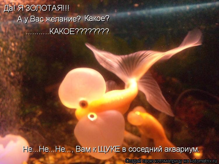 Котоматрица: Да! Я ЗОЛОТАЯ!!! А у Вас желание? Какое? Не...Не...Не..., Вам к ЩУКЕ в соседний аквариум. ...........КАКОЕ????????