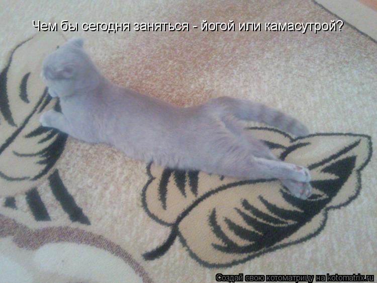 Котоматрица: Чем бы сегодня заняться - йогой или камасутрой?