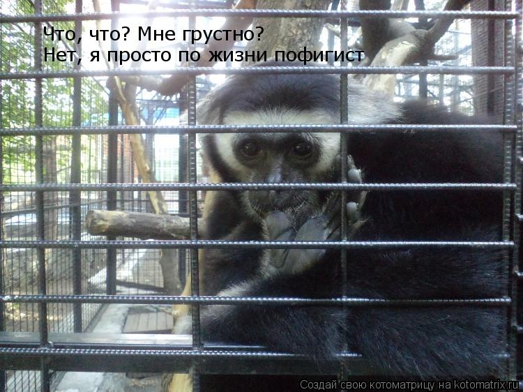 Котоматрица: Что, что? Мне грустно? Нет, я просто по жизни пофигист