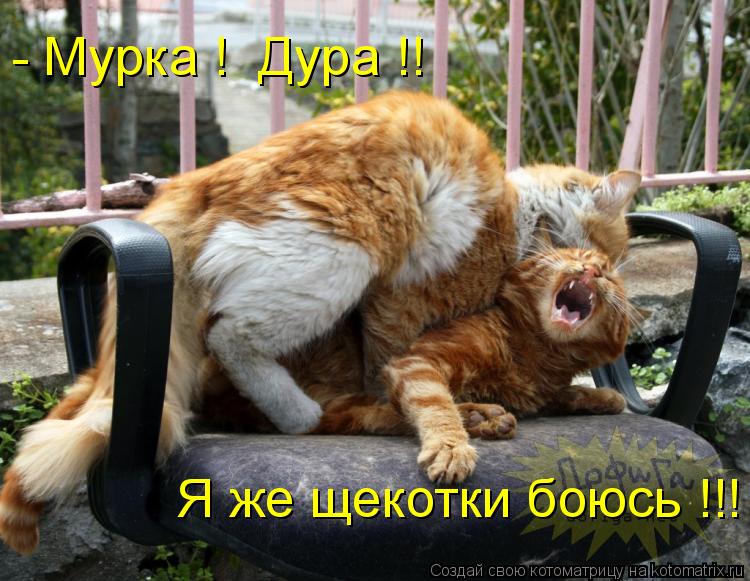 Котоматрица: - Мурка !  Дура !! Я же щекотки боюсь !!!