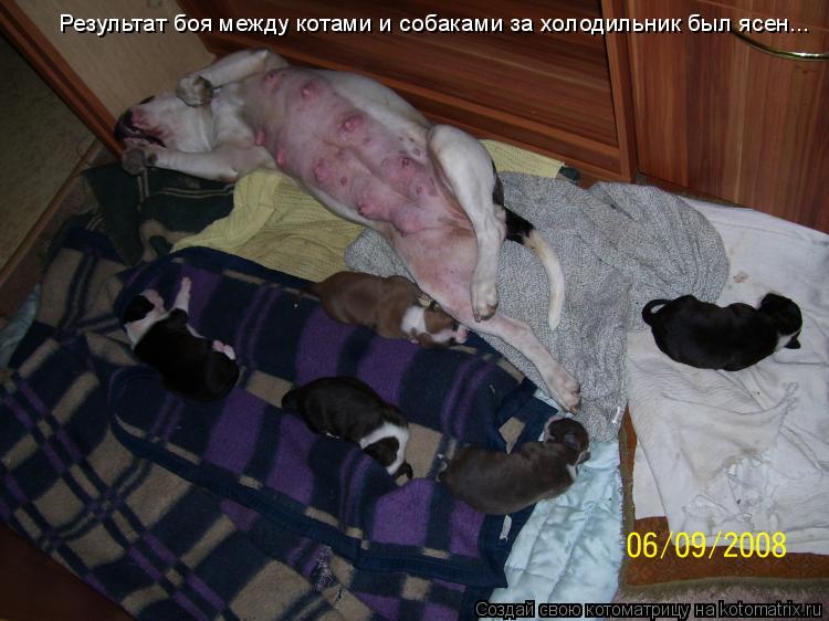 Котоматрица: Результат боя между котами и собаками за холодильник был ясен...