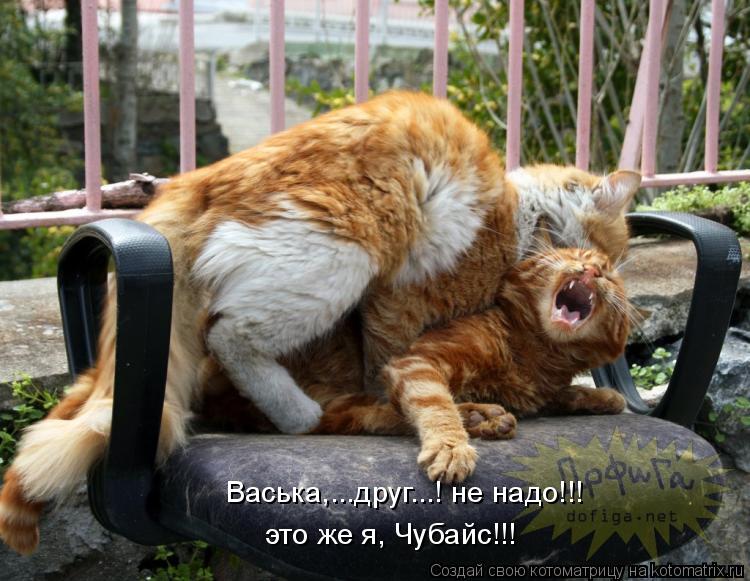 Котоматрица: Васька,...друг...! не надо!!! это же я, Чубайс!!!