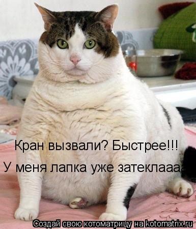 Кран вызвали? Быстрее!!! У меня лапка уже затеклааааааа....... Котоматрица: Кран вызвали? Быстрее!!! У меня лапка уже затеклааааааа....