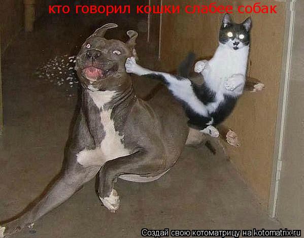 Котоматрица: кто говорил кошки слабее собак