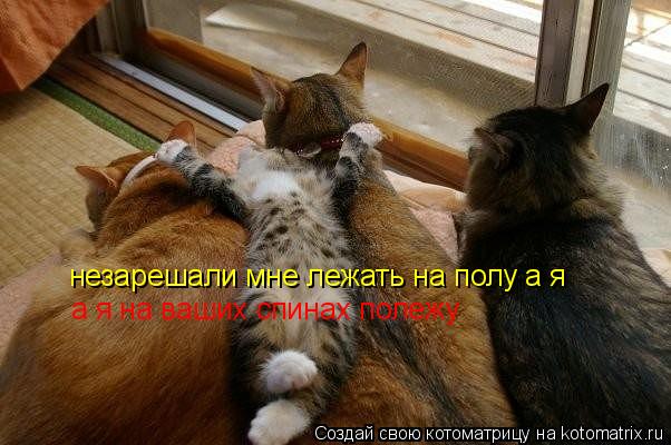 Котоматрица: незарешали мне лежать на полу а я  а я на ваших спинах полежу