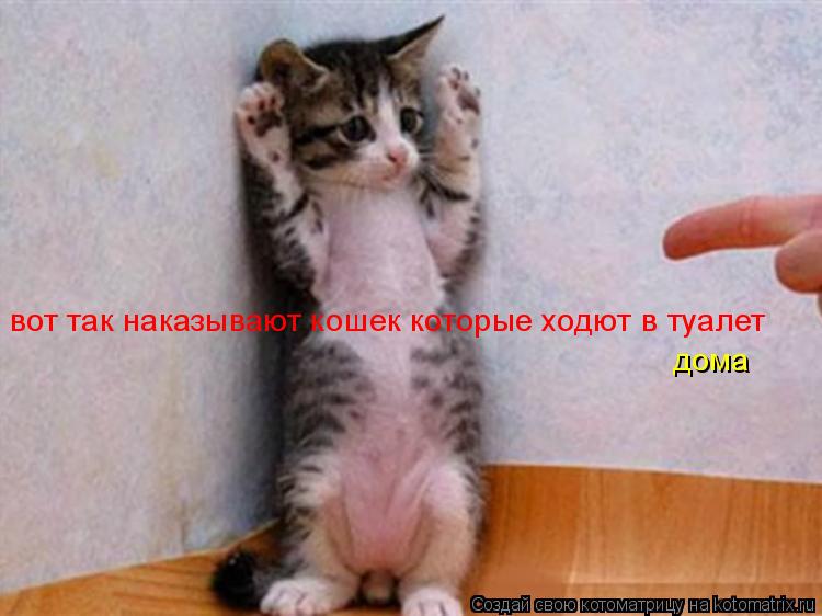 Котоматрица: вот так наказывают кошек которые ходют в туалет  дома