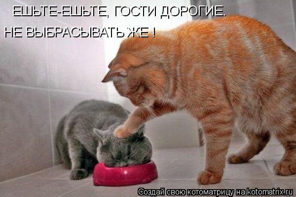 Котоматрица: ЕШЬТЕ-ЕШЬТЕ, ГОСТИ ДОРОГИЕ.  НЕ ВЫБРАСЫВАТЬ ЖЕ !