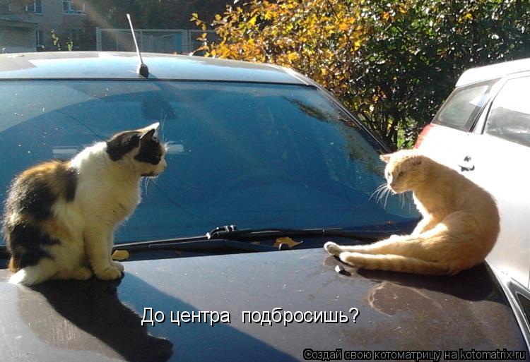 Котоматрица: До центра  подбросишь?