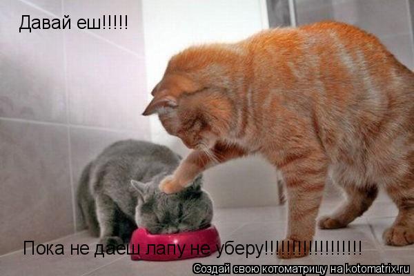 Котоматрица: Давай еш!!!!! Пока не даеш лапу не уберу!!!!!!!!!!!!!!!!!!