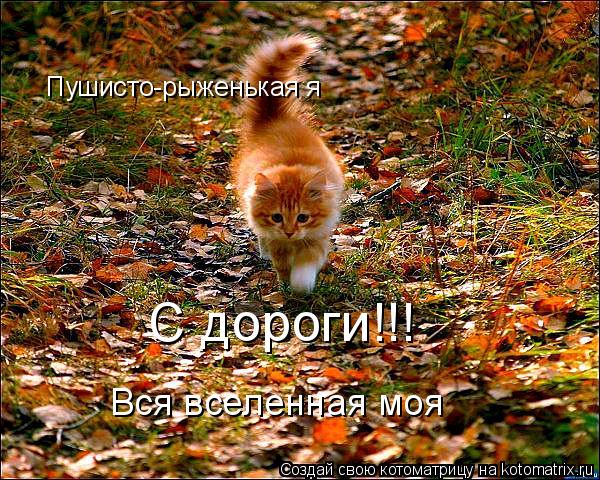 Пушисто-рыженькая я С дороги!!! ведь вселенная моя С дороги!!! Вся вселенная моя... Котоматрица: Пушисто-рыженькая я С дороги!!! ведь вселенная моя С дороги!!! Вся вселенная моя