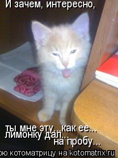 И зачем, интересно, ты мне эту...как ее... лимонку дал... на пробу...... Котоматрица: И зачем, интересно, ты мне эту...как ее... лимонку дал... на пробу...
