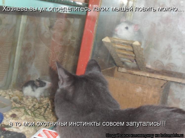 Хозяева,вы уж определитесь каких мышей ловить можно..... а то мои охотничьи инстинкты совсем запутали... Котоматрица: Хозяева,вы уж определитесь каких мышей ловить можно..... а то мои охотничьи инстинкты совсем запутались!!!