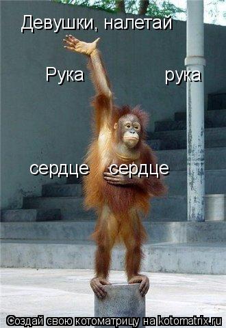 Девушки, налетай Рука рука сердце сердце... Котоматрица: Девушки, налетай Рука рука сердце сердце